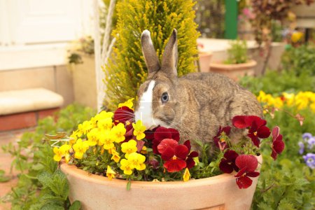 Photo for Beautiful easter bunny with colorful flowers in garden. easter decoration. - Royalty Free Image