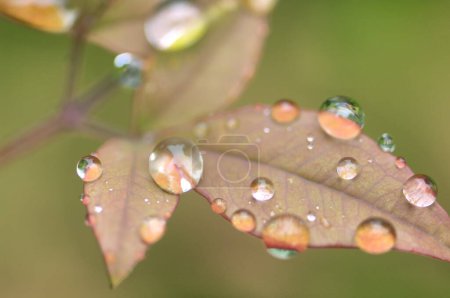 Téléchargez les photos : Belles feuilles d'automne colorées avec des gouttes d'eau - en image libre de droit