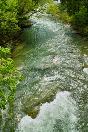 Téléchargez les photos : Belle rivière rapide dans la forêt verte - en image libre de droit