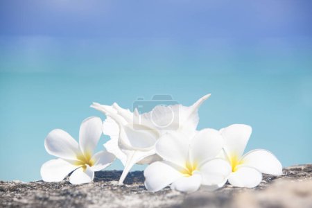 Photo for Close-up view of white frangipani flowers on beautiful tropical beach - Royalty Free Image