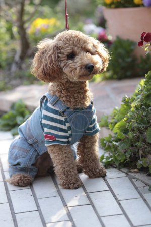 Téléchargez les photos : Beau petit chien dans le jardin - en image libre de droit