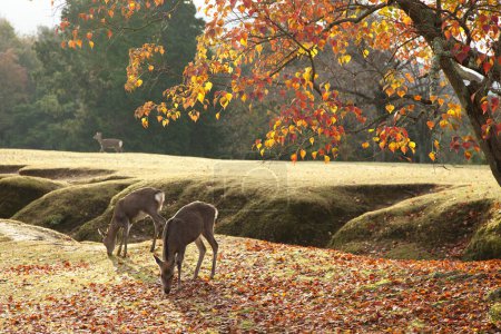 Photo for Cute deer animals in autumn forest on a sunny day - Royalty Free Image