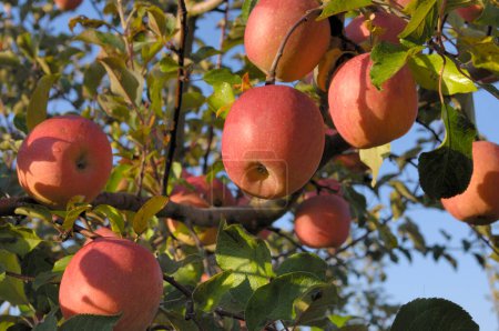 Foto de Manzanas rojas en el jardín en el día soleado, vista de cerca - Imagen libre de derechos