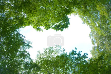 Téléchargez les photos : Vue du bas de la cime des arbres sur fond de ciel - en image libre de droit