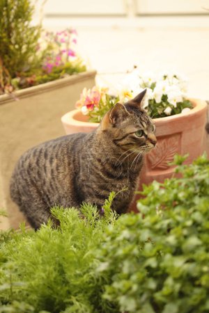 Foto de Al aire libre tiro de lindo gato en el día - Imagen libre de derechos