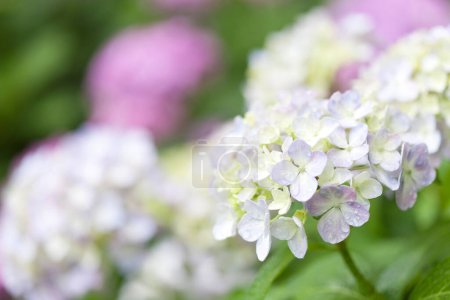 Photo for Close up of white flowers in the garden - Royalty Free Image