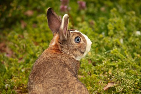 Photo for Rabbit in the grass - Royalty Free Image