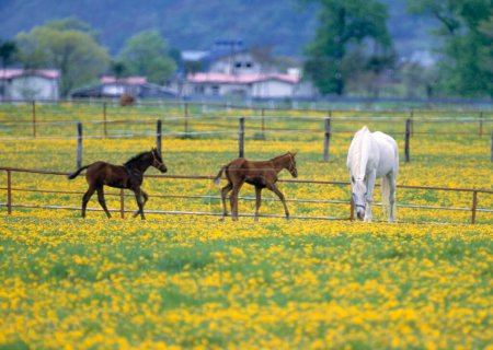 Foto de Hermosos caballos pastando en el campo verde en la granja - Imagen libre de derechos