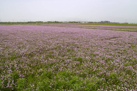 Foto de Campo de hermosas flores púrpuras en el campo - Imagen libre de derechos