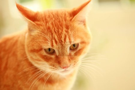 Téléchargez les photos : Chat rouge aux yeux jaunes
. - en image libre de droit
