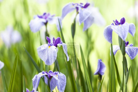Photo for Beautiful iris flowers blooming in the garden - Royalty Free Image