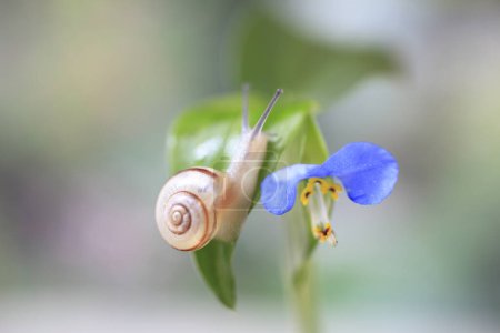 Téléchargez les photos : Gros plan d'un escargot sur fleur, fond nature - en image libre de droit