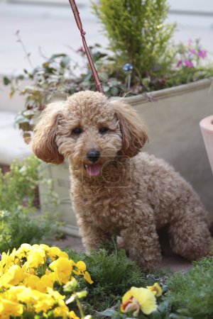 Photo for Beautiful little dog in the garden - Royalty Free Image