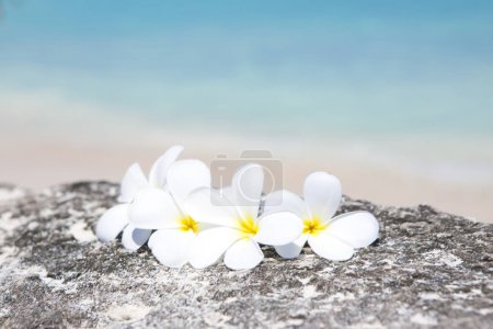 Téléchargez les photos : Vue rapprochée des fleurs blanches de frangipani sur la belle plage tropicale - en image libre de droit