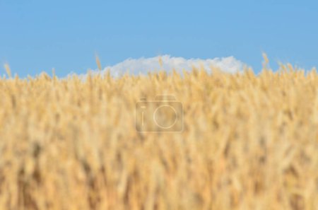 Photo for Beautiful landscape with wheat field and blue sky - Royalty Free Image
