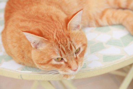 Téléchargez les photos : Mignon chat rouge couché sur le canapé. - en image libre de droit