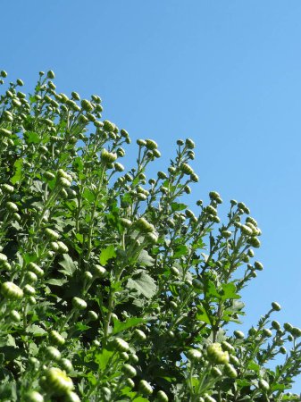 Foto de Plantas verdes y capullos de flores en el jardín y el cielo azul - Imagen libre de derechos