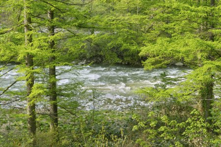 Foto de Hermoso río rápido en el bosque verde - Imagen libre de derechos