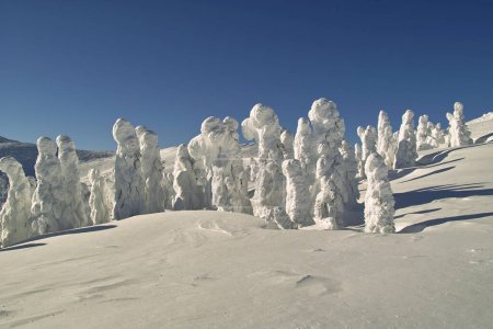 Foto de Árboles cubiertos de nieve blanca - Imagen libre de derechos
