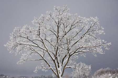Photo for Tree branches covered with white frost - Royalty Free Image