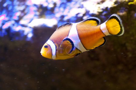 Téléchargez les photos : Gros plan d'un poisson dans l'aquarium - en image libre de droit