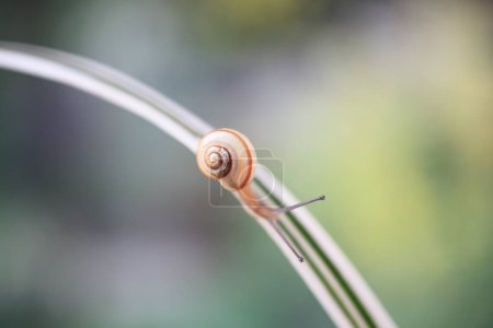 Photo for Close up of a snail  on leaf , nature background - Royalty Free Image