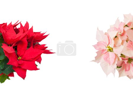 Photo for Bouquet of beautiful flowers, closeup - Royalty Free Image