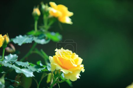Téléchargez les photos : Belles roses jaunes dans le jardin - en image libre de droit