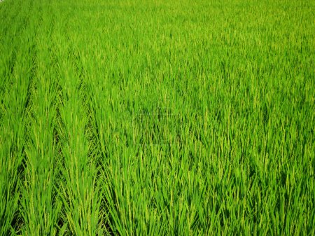 Photo for Field of green grass in the morning. - Royalty Free Image