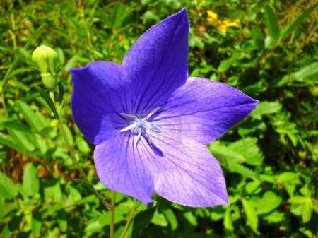 Foto de Flores azules en un jardín - Imagen libre de derechos