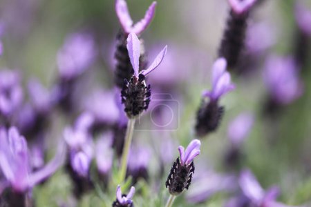 Photo for Lavender flowers in the field, closeup. - Royalty Free Image