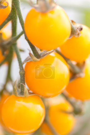 Téléchargez les photos : Vue rapprochée des tomates biologiques fraîches dans le jardin - en image libre de droit