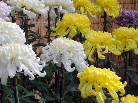 Téléchargez les photos : Vue rapprochée de belles fleurs de chrysanthème fleurissant dans le jardin - en image libre de droit