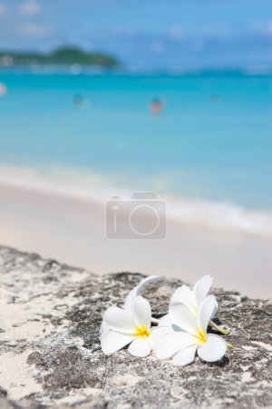 Téléchargez les photos : Vue rapprochée des fleurs blanches de frangipani sur la belle plage tropicale - en image libre de droit