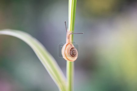 Foto de Primer plano de un caracol en la hoja, fondo de la naturaleza - Imagen libre de derechos