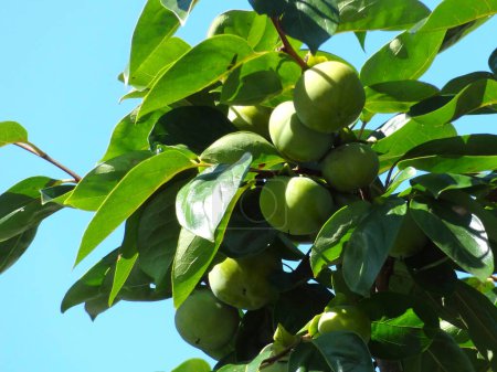 Téléchargez les photos : Fruits verts mûrs sur une branche dans le jardin d'été - en image libre de droit