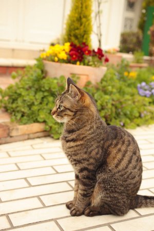Photo for A beautiful cat sits in garden - Royalty Free Image