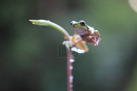 Téléchargez les photos : Petite grenouille assise sur la fleur, gros plan de petit amphibien à la nature sauvage - en image libre de droit