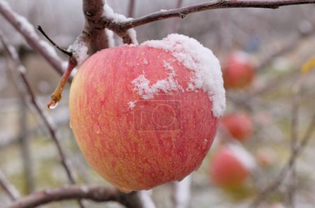 Téléchargez les photos : Pomme recouverte de glace dans le jardin - en image libre de droit