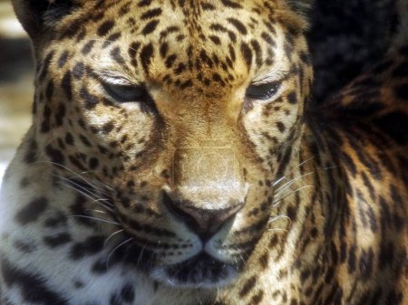 Foto de Animal leopardo en el zoológico en el fondo, de cerca - Imagen libre de derechos