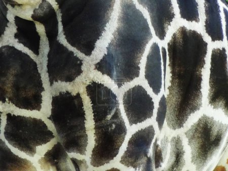 Foto de Textura de fondo de la piel de leopardo, de cerca - Imagen libre de derechos