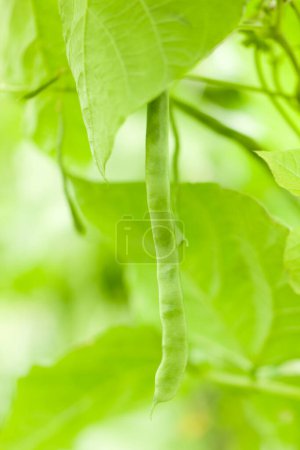 Photo for Green peas in a garden - Royalty Free Image