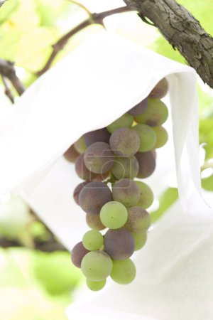 Téléchargez les photos : Raisins frais sur l'arbre sur fond de nature - en image libre de droit