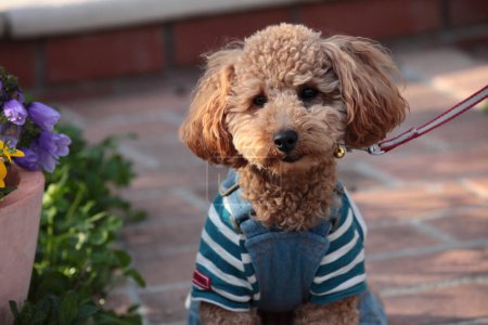 Téléchargez les photos : Beau petit chien dans le jardin - en image libre de droit