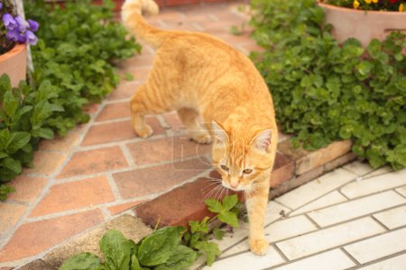 Téléchargez les photos : Chat dans le jardin - en image libre de droit