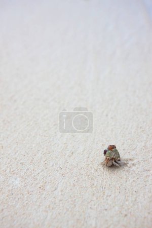 Photo for Close up of small crab on sand - Royalty Free Image