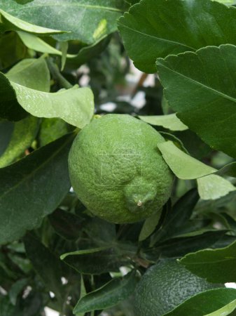 Téléchargez les photos : Citron frais sur l'arbre, la nature et le fond - en image libre de droit