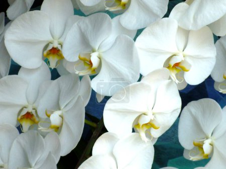 Foto de Flor de orquídea blanca en el jardín - Imagen libre de derechos