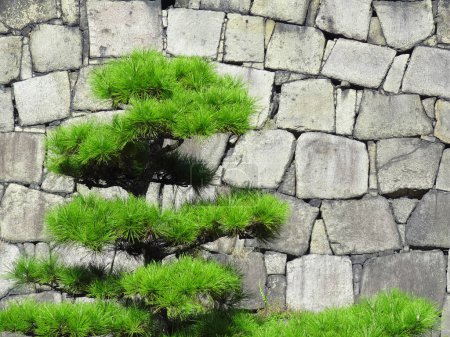 Téléchargez les photos : Plante verte avec mur de pierres - en image libre de droit