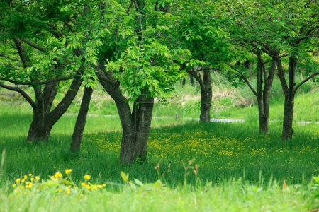 Foto de Árboles con hojas verdes y flores - Imagen libre de derechos